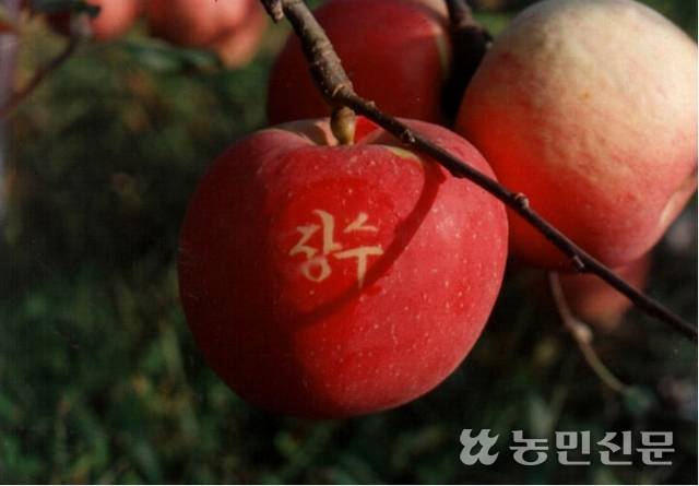잘 익은 전북 장수 사과. 장수 사과는 당도가 높고 육질이 단단해 시장에서 인기가 높다. 농민신문DB