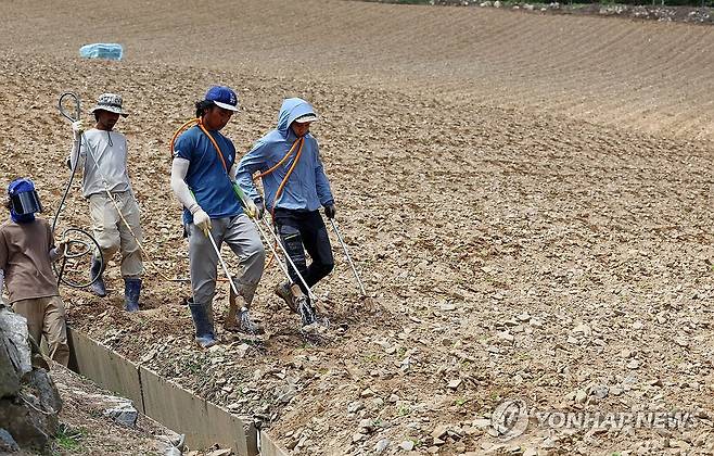 가뭄으로 타들어 가는 고랭지 채소밭 (강릉=연합뉴스) 유형재 기자 = 극심한 가뭄이 계속되는 가운데 11일 국내 최대의 고랭지 채소단지인 강원 강릉시 왕산면 안반데기에서 외국인 근로자들이 배추밭에 물을 주고 있다. 2025.7.11 yoo21@yna.co.kr