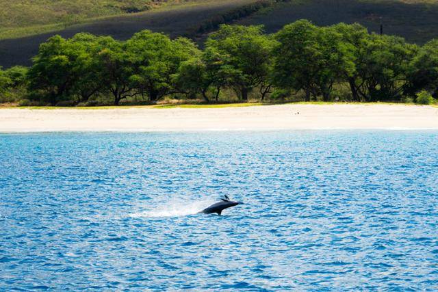 미국 하와이주 오아후 마카하 해변 인근 해역에서 '스피너 돌핀(긴부리돌고래)'이 수면 위에서 회전하고 있다.