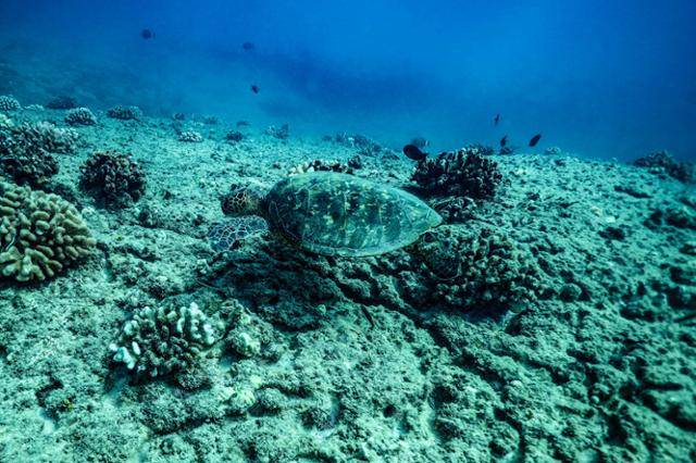 미국 하와이주 오아후 마카하 해변 인근 산호지대에서 바다거북이 헤엄치고 있다. 하와이 관광청 제공