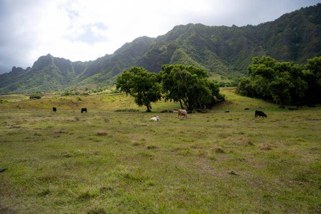 미국 하와이주 오아후 쿠알로아 랜치에서 소 떼가 풀을 뜯고 있다.