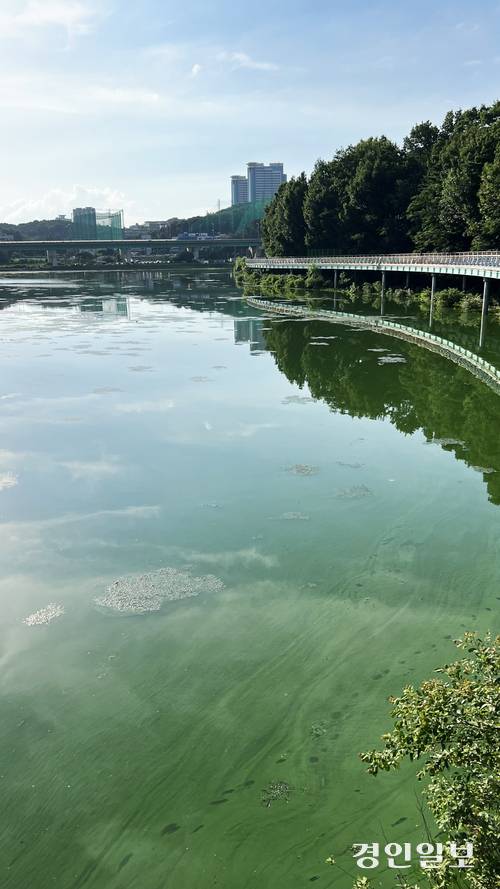지난 20일 찾은 용인 기흥호수에 초록색 물감을 풀어 놓은 듯 녹조가 부유물들과 함께 짙게 껴 있다. 2025.7.20 /조수현기자 joeloach@kyeongin.com