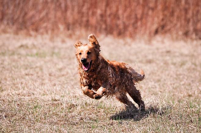 (사진=게티이미지코리아)