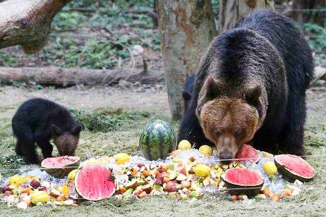"여름에는 얼린 제철 과일이 최고". 21일 경기 용인시 에버랜드 사파리에서 불곰이얼믐 과일을 먹으며 더위를 식히고 있다. /사진=머니투데이