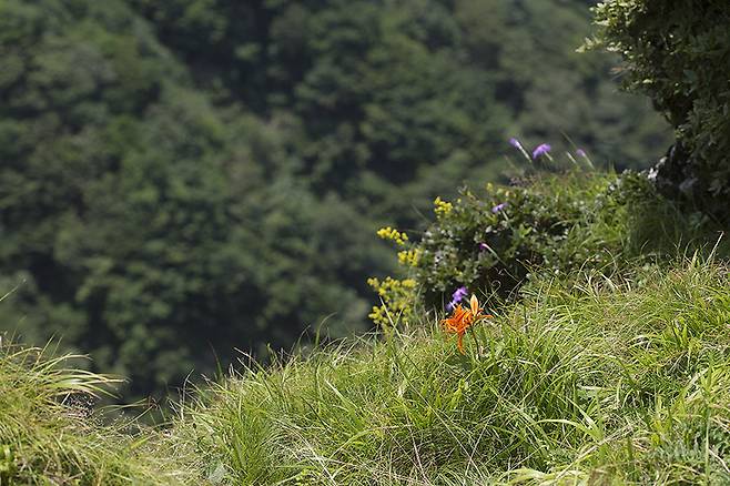 한라산국립공원의 말나리