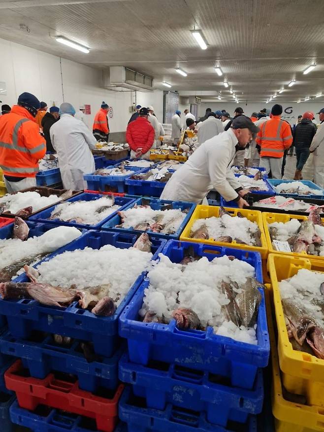 영국 그림즈비에서는 더이상 어업은 진행되지 않는다. 대신 아이슬란드 등에서 수입된 생선을 가공해 판매한다. 2023년 8월 그림즈비 어시장에 아이슬란드에서 냉장 컨테이너로 수입된 내장 제거 생선이 판매되고 있다. 앤드루 올리버 그림즈비 수산시장 운영공사 회장 제공