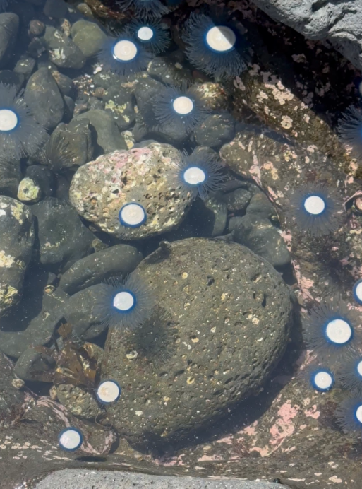 지난 22일 서귀포시 안덕면 사계해안에서 발견된 푸른우산관해파리 (제주지니 / @jeju_jinxxy74 제공)