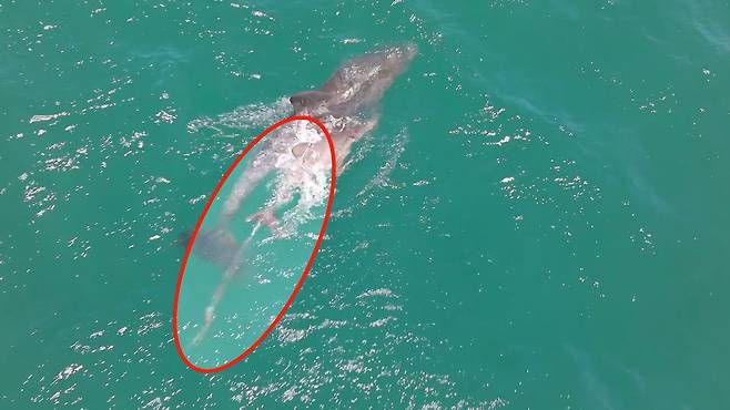 어제(26일) 제주시 구좌읍 종달리에서 폐어구에 걸린 새끼 돌고래와 어미가 유영하는 모습(촬영=오승목 다큐제주 감독)