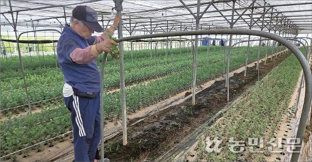 24일 충남 태안군 근흥면 두야리에서 국화를 재배하는 김기섭씨가 16~17일 폭우에 침수됐던 시설하우스 내부를 허탈하게 살펴보고 있다.