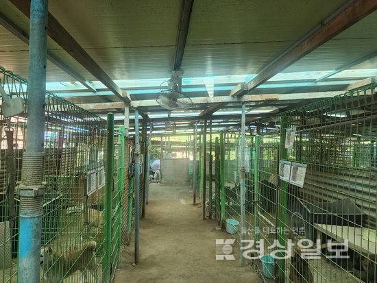 ▲ 28일 찾은 울산 북구의 한 유기동물 보호소. 이 보호소에는 유기견 75마리, 유기묘 39마리가 생활하고 있지만 냉방기기는 20대 남짓한 선풍기가 전부다.