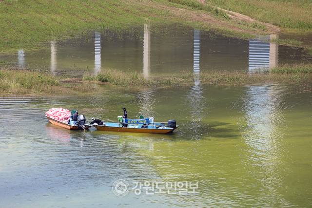 ▲ 연일 최강 폭염이 이어지면서 한강 최상류인 인제군 소양호 일원에 녹조가 발생해 확산 방지에 비상이 걸린 가운데 29일 K-WATER 소양강댐지사 관계자들이 인제대교 인근 소양호에서 녹조제거작업을 벌이고 있다. 이동명 기자