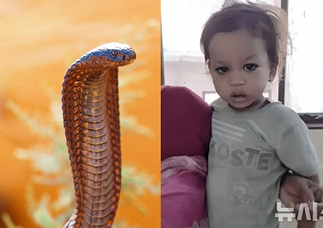 인도 비하르주 고빈다 쿠마르(2)가 코브라에 물린 뒤, 뱀의 머리를 깨물어 즉사시킨 직후 구조됐다. ⓒ 뉴시스, 게티이미지