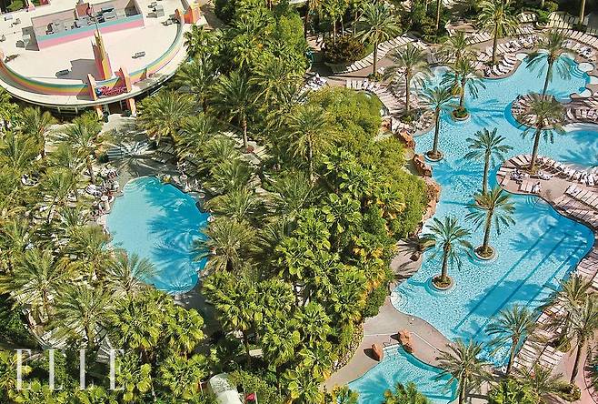 야자수가 빼곡히 배치된 플라밍고 호텔의 고 풀. 매일 디제잉과 함께 풀 파티가 펼쳐진다.