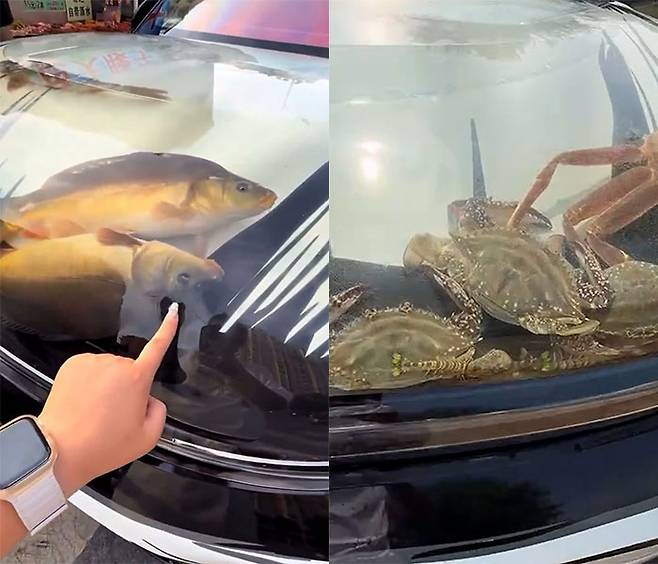 출처=엑스(PGMNOfficial), 더우인(48037590714)