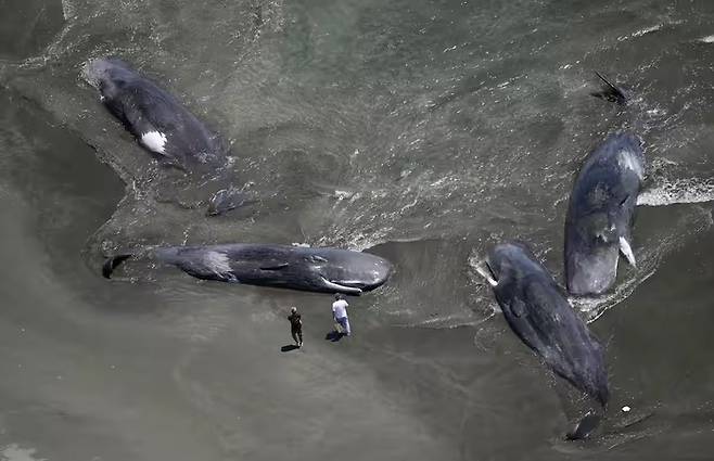 29일 오후 일본 지바현의 한 해변에 떠밀려온 고래 4마리. 사진=교도통신 캡처