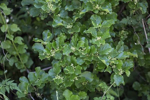 노박덩굴 수꽃차례. 사진=문성필 시민기자. ⓒ제주의소리 자료사진