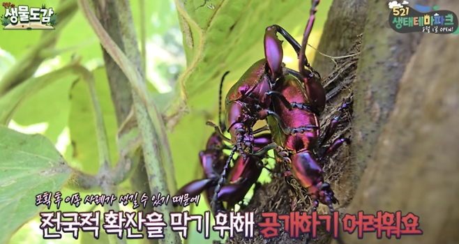 유튜브 'TV생물도감' 화면 캡처