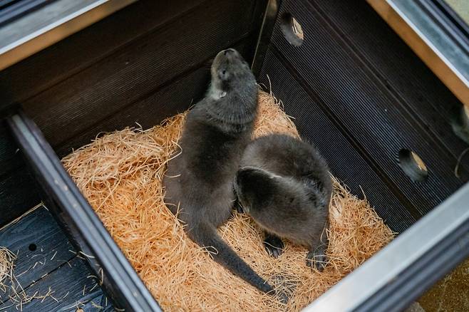 서울어린이대공원에서 태어난 수달 쌍둥이. /사진=서울시