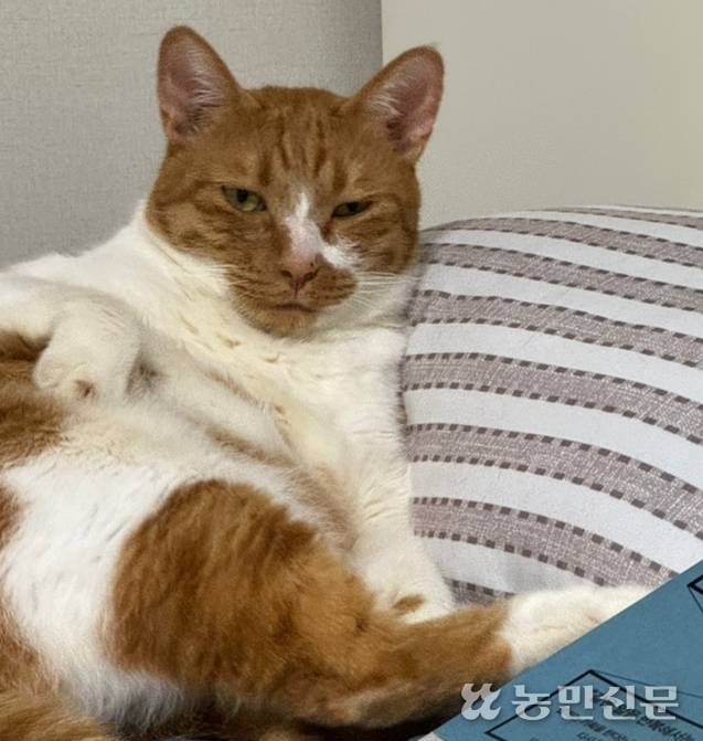 한가로이 휴식을 즐기고 있는 5살 고양이 ‘모짜’. 고양이라고 외로움을 느끼지 않는 것은 아니다.