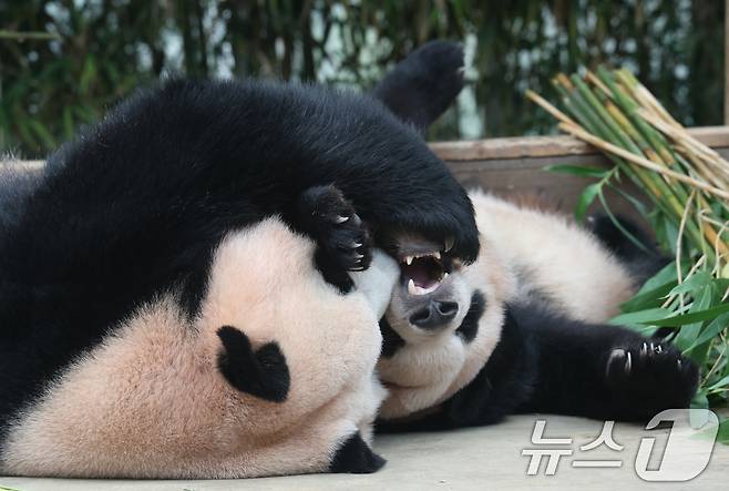 국내 최초 쌍둥이로 태어난 판다 자매 루이바오, 후이바오가 엄마와 함께 있는 모습이 일반에 마지막으로 공개된 12일 경기 용인시 처인구 에버랜드 판다월드에서 엄마 아이바오가 루이바오와 함께 시간을 보내고 있다. 2025.8.12/뉴스1 ⓒ News1 김영운 기자