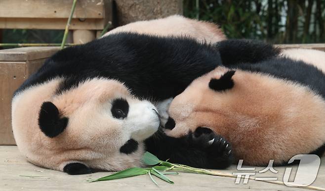 국내 최초 쌍둥이로 태어난 판다 자매 루이바오, 후이바오가 엄마와 함께 있는 모습이 일반에 마지막으로 공개된 12일 경기 용인시 처인구 에버랜드 판다월드에서 엄마 아이바오가 루이바오와 함께 시간을 보내고 있다. 2025.8.12/뉴스1 ⓒ News1 김영운 기자