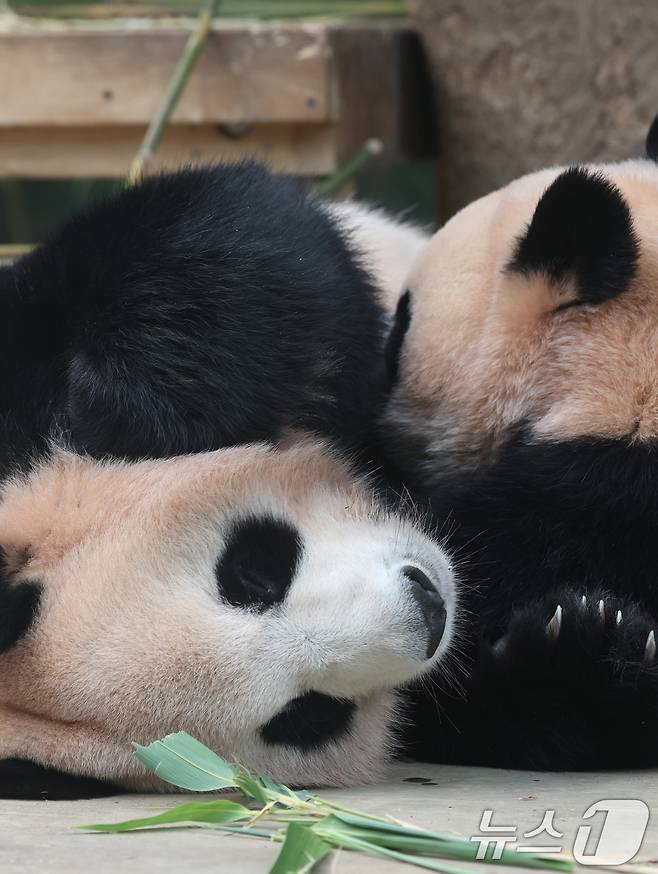국내 최초 쌍둥이로 태어난 판다 자매 루이바오, 후이바오가 엄마와 함께 있는 모습이 일반에 마지막으로 공개된 12일 경기 용인시 처인구 에버랜드 판다월드에서 엄마 아이바오가 루이바오·후이바오에게 젖을 물리고 있다. 2025.8.12/뉴스1 ⓒ News1 김영운 기자