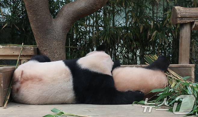국내 최초 쌍둥이로 태어난 판다 자매 루이바오, 후이바오가 엄마와 함께 있는 모습이 일반에 마지막으로 공개된 12일 경기 용인시 처인구 에버랜드 판다월드에서 엄마 아이바오가 루이바오와 함께 시간을 보내고 있다. 13일부터는 에버랜드 판다월드에서 오전에는 엄마 아이바오를, 오후에는 쌍둥이 판다의 귀여운 모습을 만나볼 수 있으며 오는 9월 새롭게 오픈하는 판다 세컨하우스에서는 루이바오와 후이바오가 적응 기간을 마치는대로 일반에 종일 공개될 예정이다. 2025.8.12/뉴스1 ⓒ News1 김영운 기자