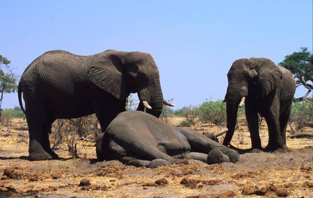 보츠와나 초베 국립공원에서 코끼리들이 죽은 코끼리를 애도하고 있다. WWF 제공