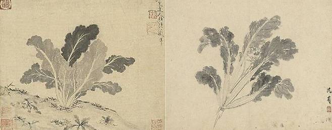 원나라 승려 고영(1310~1369)이 그린 배추 그림(왼쪽)과 명나라 화가 심주(1427~1509)가 그린 배추 그림. 배추를 물김치로 만들었다는 15세기 기록이 발견됐다. 세계김치연구소 제공(대만 국립고궁박물원)