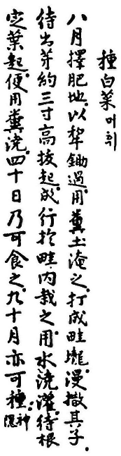 ‘산림경제’ 중 백채에 관한 기록. 머휘(머위)가 배추를 의미한다. 세계김치연구소 제공