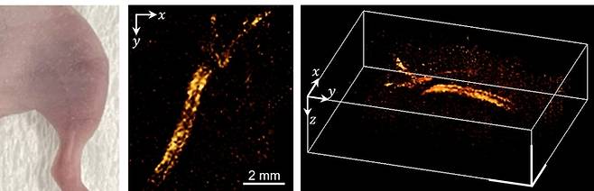 쥐 허벅다리에 대한 광음향단층영상.
