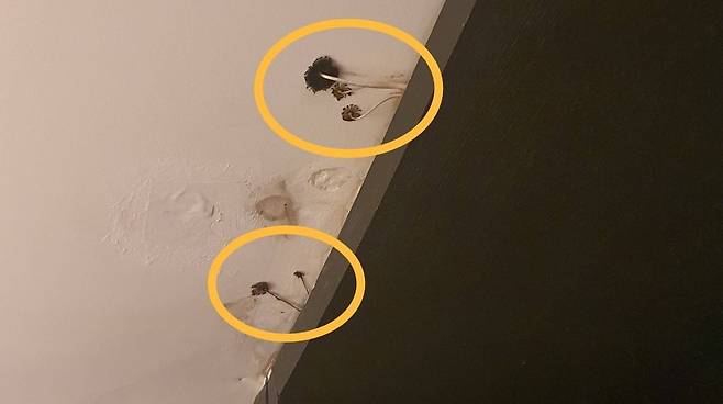 신라스테이 역삼 룸에 버섯이 피어오른 모습 (출처=익명 커뮤니티 '블라인드')