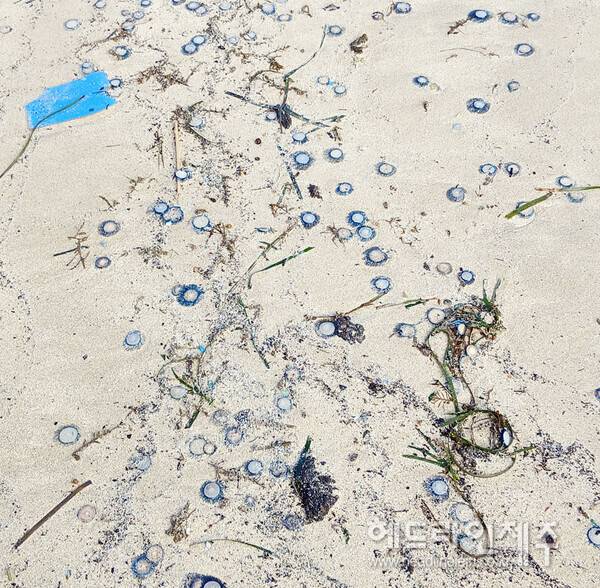 15일 표선해수욕장에서 발견된 푸른우산관해파리. 사진=헤드라인제주 독자 제공