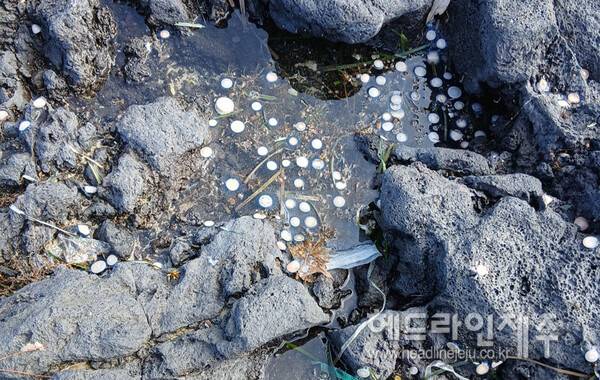 15일 표선해수욕장에서 발견된 푸른우산관해파리. 사진=헤드라인제주 독자 제공
