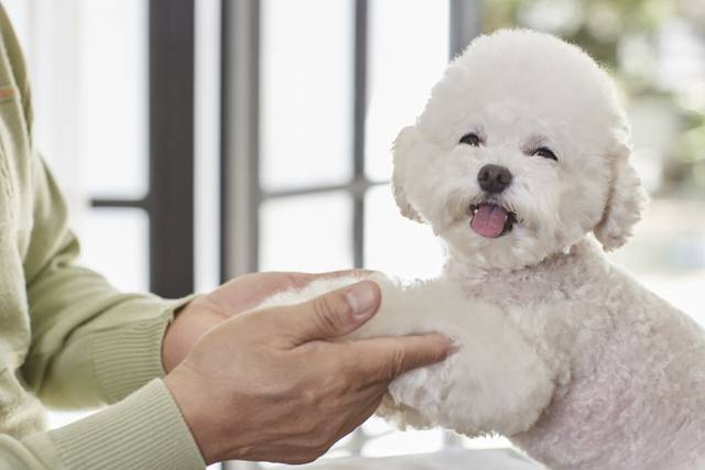 귀여운 강아지. 코레일관광개발은 반려견과 함께 떠나는 전용 열차 여행 상품을 출시했다. 이미지투데이