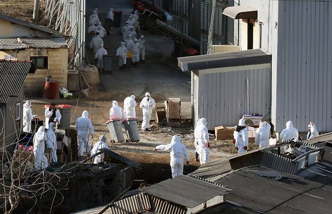 2020년 12월 31일 경기 김포의 한 산란계 농장에서 고병원성 조류인플루엔자(H5N8)양성 판정이 나왔다. 당시 방역관계자들이 산란계 농장에서 닭을 살처분 하는 모습. 뉴스1