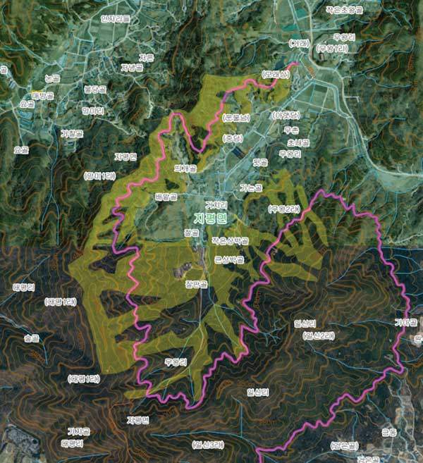 낙엽송 개념도. 자료 산림청. 자주색 실선이 임도, 노란색이 낙엽송 군락지.