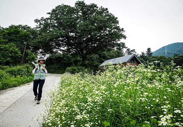 고래산 임도와 무왕리 마을길에는 개망초가 잔뜩 하얗게 피어있다.