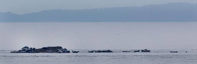 ▲ 인천 옹진군 하늬해변에서 보이는 점박이 물범, 점박이 물범들이 물이 빠지자 몸을 말리고 있다. /양진수기자 photosmith@incheonilbo.com