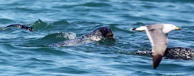 ▲ 지난달 23일 인천 백령도 두무진항 인근 바다에서 천연기념물이자 멸종위기등급 1등급인 점박이물범이 갈매기를 바라보고 있다. /양진수기자 photosmith@incheonilbo.com