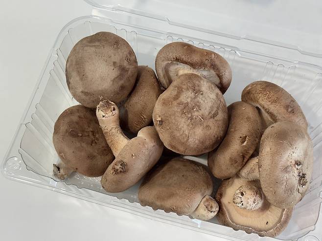 표고버섯_사진_jpg
