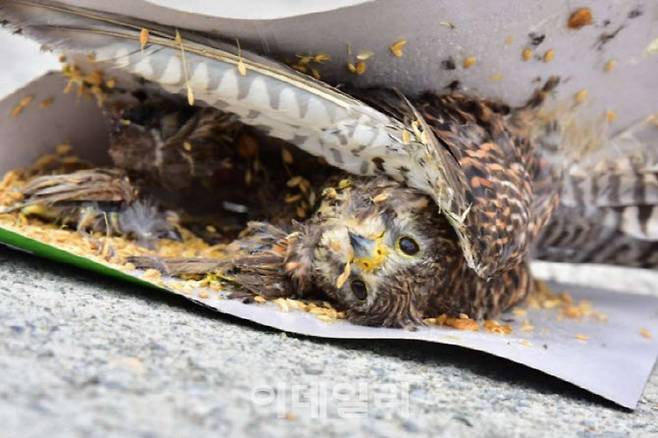 쥐 끈끈이에 걸린 참새를 사냥하다가 잡힌 황조롱이(사진= 충남야생동물구조센터)