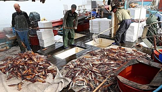 충남 태안군 신진도항 위판장에서 오징어 분류작업이 진행되고 있다. 연합뉴스