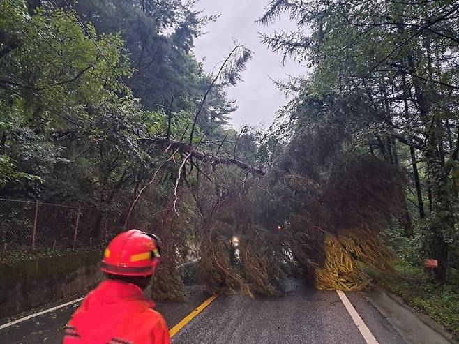 26일 오전 포천시 영북면 산정리의 한 도로에 호우 피해로 나무가 쓰러져 있다. 사진=경기도소방재난본부