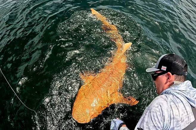 최근 코스타리카 앞바다에서 발견된 주황색 몸과 흰색 눈의 수염상어. 사진 출처 Parismina Domus Dei 페이스북