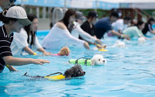 지난 18일 오전 서울 송파구 올림픽공원 평화의문 광장에 마련된 하하호호 올림픽 반려견 물놀이장에서 열린 반려견 수영대회에 참가한 반려견들이 힘차게 출발하고 있다. /뉴스1