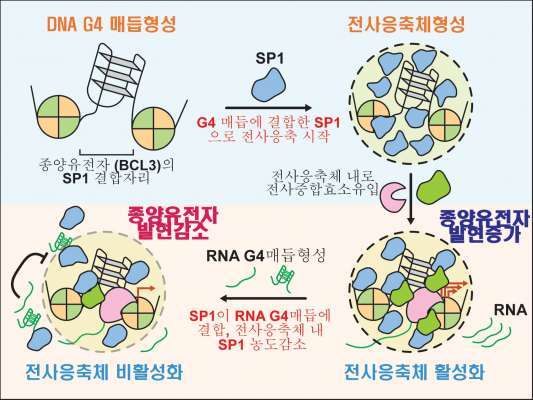 암 유전자 ON-OFF 스위치 발견…맞춤형 항암전략 길 열어
