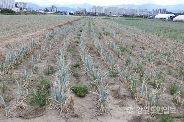 ▲ 역대급 가뭄에 농업용수 공급이 중단되는 등 강릉의 물 부족 사태가 심각한 가운데 1일 강릉시 송정동 한 대파밭에 심어진 파가 말라가고 있다. 특히 물 부족으로 땅도 갈라지는 등 농민들의 한숨이 깊다. 황선우 기자