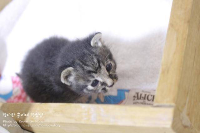 이렇게 작았던 첫째, 토르!