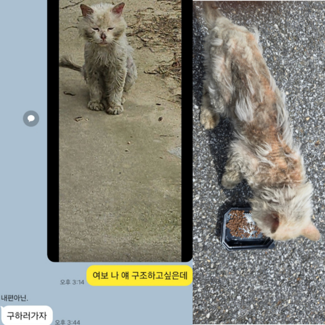 길에 살던 퐁이의 과거 모습